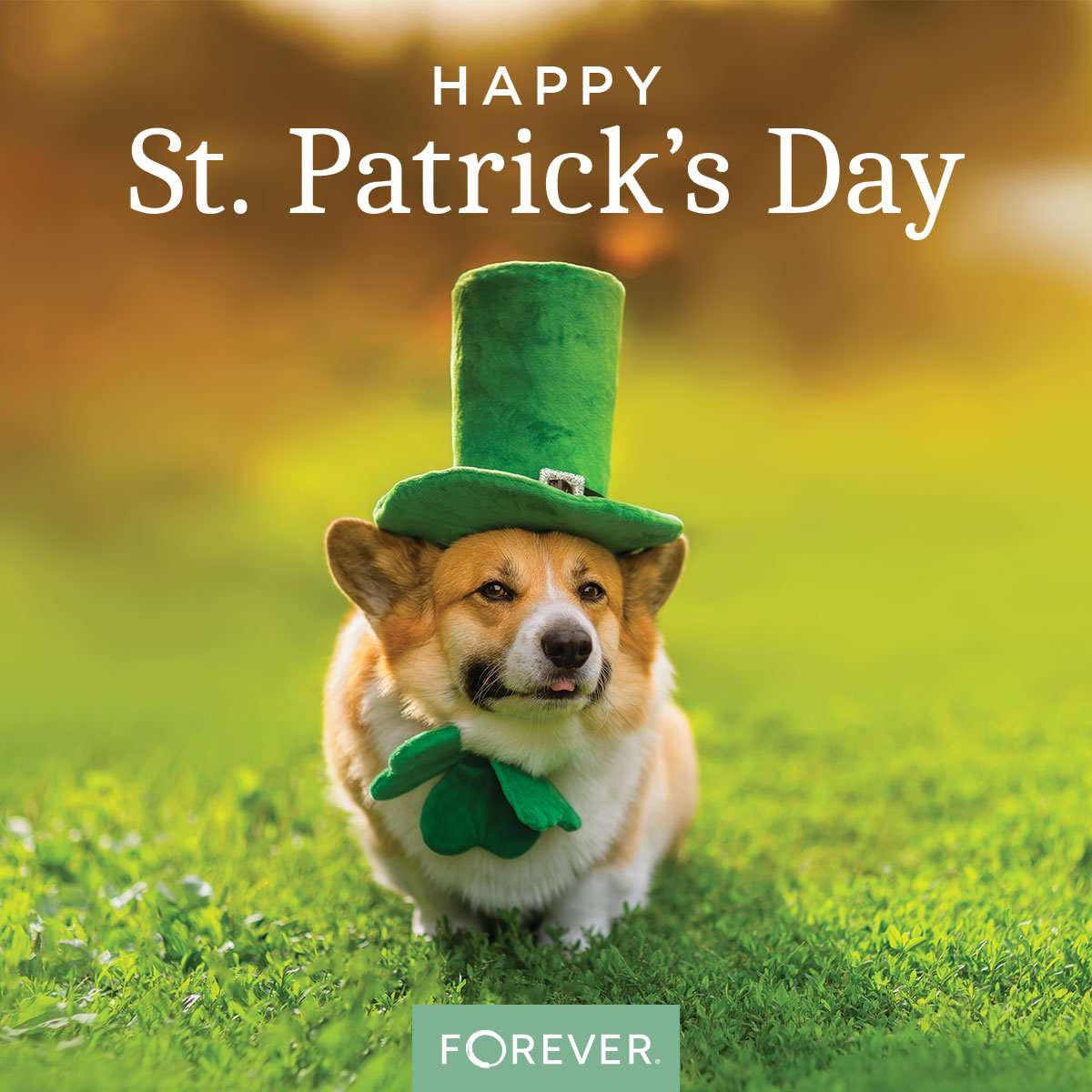 Have a Shamrock of a Good Day!